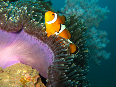 similan-tachai-island-one-day-tour-phuket-by-speed-boat-3