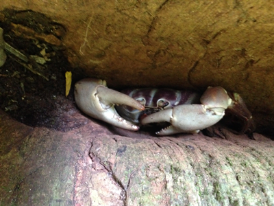 tachai-similan-island-one-day-trip-phuket-by-sprrf-boat-4