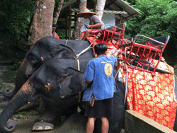 ทัวร์-พังงา-ล่องแก่ง-นั่ง-ช้าง-ขับ-ATV-โหนสลิง-A1-6