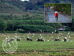 เกาะ-ยาว-น้อย-ภูเก็ต-6