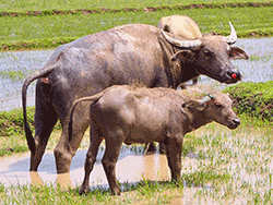 วันเดย์-ชม-พระอาทิตย์-ขึ้น-รุ่งอรุณ-อ่าวพังงา-เขาตะปู-ภูเก็ต-เรือเร็ว-7