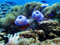 วันเดย์ทริป-ทัวร์ดำน้ำ-เกาะนาวโอพี-โดยเรือเร็ว-จังหวัดระนอง-เที่ยวทะเล-พม่า-6