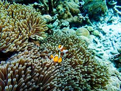 วันเดย์ทริป-ทัวร์ดำน้ำ-เกาะนาวโอพี-โดยเรือเร็ว-จังหวัดระนอง-เที่ยวทะเล-พม่า-7