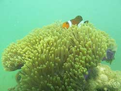 วันเดย์ทริป-เกาะนาคาน้อย-พายแคนู-เล่นบานานาโบ๊ท-ภูเก็ต-ทัวร์-ราคาถูก-17