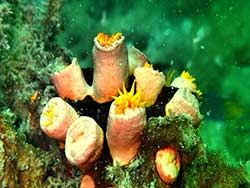 วันเดย์ทริป-เกาะนาคาน้อย-พายแคนู-เล่นบานานาโบ๊ท-ภูเก็ต-ทัวร์-ราคาถูก-18