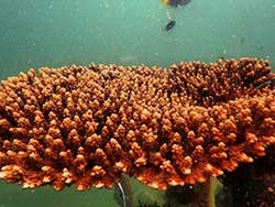 วันเดย์ทริป-เกาะนาคาน้อย-พายแคนู-เล่นบานานาโบ๊ท-ภูเก็ต-ทัวร์-ราคาถูก-19