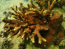 วันเดย์ทริป-เกาะนาคาน้อย-พายแคนู-เล่นบานานาโบ๊ท-ภูเก็ต-ทัวร์-ราคาถูก-20