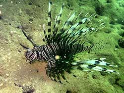 วันเดย์ทริป-เกาะนาคาน้อย-พายแคนู-เล่นบานานาโบ๊ท-ภูเก็ต-ทัวร์-ราคาถูก-21