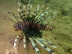 วันเดย์ทริป-เกาะนาคาน้อย-พายแคนู-เล่นบานานาโบ๊ท-ภูเก็ต-ทัวร์-ราคาถูก-22