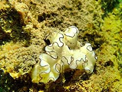 วันเดย์ทริป-เกาะนาคาน้อย-พายแคนู-เล่นบานานาโบ๊ท-ภูเก็ต-ทัวร์-ราคาถูก-23