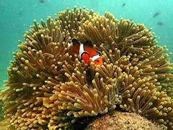 วันเดย์ทริป-เกาะนาคาน้อย-พายแคนู-เล่นบานานาโบ๊ท-ภูเก็ต-ทัวร์-ราคาถูก-24