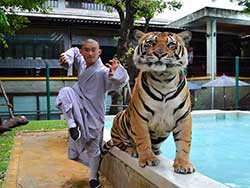 ไทเกอร์-คิงดอม-(Tiger-Kingdom)-สวนเสือภูเก็ต-จำหน่ายบัตร-เข้าชม-10