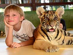 ไทเกอร์-คิงดอม-(Tiger-Kingdom)-สวนเสือภูเก็ต-จำหน่ายบัตร-เข้าชม-13