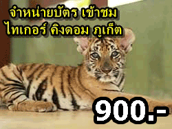 ไทเกอร์-คิงดอม-(Tiger-Kingdom)-สวนเสือภูเก็ต-จำหน่ายบัตร-เข้าชม-15