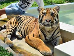 ไทเกอร์-คิงดอม-(Tiger-Kingdom)-สวนเสือภูเก็ต-จำหน่ายบัตร-เข้าชม-3