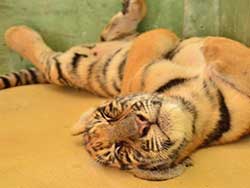 ไทเกอร์-คิงดอม-(Tiger-Kingdom)-สวนเสือภูเก็ต-จำหน่ายบัตร-เข้าชม-4