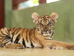 ไทเกอร์-คิงดอม-(Tiger-Kingdom)-สวนเสือภูเก็ต-จำหน่ายบัตร-เข้าชม-5