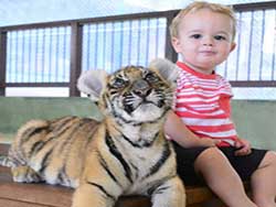 ไทเกอร์-คิงดอม-(Tiger-Kingdom)-สวนเสือภูเก็ต-จำหน่ายบัตร-เข้าชม-6