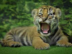 ไทเกอร์-คิงดอม-(Tiger-Kingdom)-สวนเสือภูเก็ต-จำหน่ายบัตร-เข้าชม-9