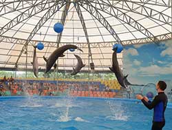 จำหน่ายบัตร-จองตั๋ว-เข้าชม-ปลาโลมาโชว์-ฉลอง-ภูเก็ต-โปรโมชั่นคนไทย-2