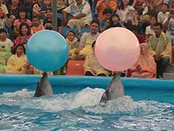 จำหน่ายบัตร-จองตั๋ว-เข้าชม-ปลาโลมาโชว์-ฉลอง-ภูเก็ต-โปรโมชั่นคนไทย-3