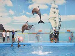 จำหน่ายบัตร-จองตั๋ว-เข้าชม-ปลาโลมาโชว์-ฉลอง-ภูเก็ต-โปรโมชั่นคนไทย-5