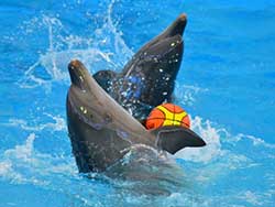 จำหน่ายบัตร-จองตั๋ว-เข้าชม-ปลาโลมาโชว์-ฉลอง-ภูเก็ต-โปรโมชั่นคนไทย-6