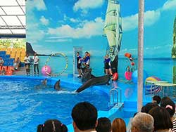 จำหน่ายบัตร-จองตั๋ว-เข้าชม-ปลาโลมาโชว์-ฉลอง-ภูเก็ต-โปรโมชั่นคนไทย-7