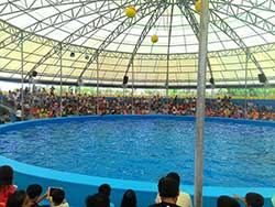 จำหน่ายบัตร-จองตั๋ว-เข้าชม-ปลาโลมาโชว์-ฉลอง-ภูเก็ต-โปรโมชั่นคนไทย-9