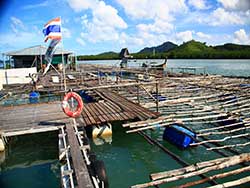 ทัวร์ครึ่งวันร้านขายเครื่องประดับมุกแท้-ภูเก็ต-เพิร์ล-ฟาร์มเพาะเลี้ยงไข่มุก-8
