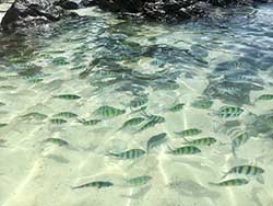 ทัวร์ภูเก็ต-เกาะไข่นอก-เกาะไข่ใน-เกาะไข่นุ้ย-ราคาถูก-3