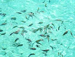 ทัวร์วันเดย์ทริป-เกาะไม้ท่อน-เกาะส่วนตัว-โดยเรือเร็ว-เที่ยวภูเก็ต-3