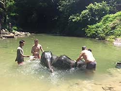 ทัวร์เรียนรู้-วิธีชีวิต-การดูแลช้าง-แคมป์ปางช้างสองแพรก-ภูเก็ต-เขาหลัก-พังงา-19