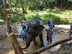 ทัวร์เรียนรู้-วิธีชีวิต-การดูแลช้าง-แคมป์ปางช้างสองแพรก-ภูเก็ต-เขาหลัก-พังงา-2