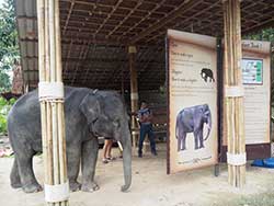 ทัวร์เรียนรู้-วิธีชีวิต-การดูแลช้าง-แคมป์ปางช้างสองแพรก-ภูเก็ต-เขาหลัก-พังงา-21