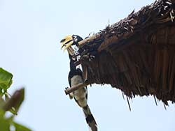 ทัวร์วันเดย์ทริป-ราชาน้อย-หาดกล้วย-บานาน่า-บีส-เกาะเฮ-เรือเร็ว-เที่ยวภูก็ต-ราคาถูก-13