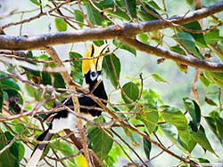 ทัวร์วันเดย์ทริป-ราชาน้อย-หาดกล้วย-บานาน่า-บีส-เกาะเฮ-เรือเร็ว-เที่ยวภูก็ต-ราคาถูก-3