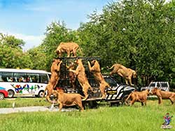 บริการรับจองตั๋ว-บัตร-เข้าชม-ซาฟารี-เวิลด์-สวนสัตว์เปิด-เที่ยวกรุงเทพ-ราคาถูก-13