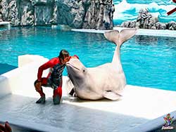 บริการรับจองตั๋ว-บัตร-เข้าชม-ซาฟารี-เวิลด์-สวนสัตว์เปิด-เที่ยวกรุงเทพ-ราคาถูก-19