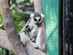 บริการรับจองตั๋ว-บัตร-เข้าชม-ซาฟารี-เวิลด์-สวนสัตว์เปิด-เที่ยวกรุงเทพ-ราคาถูก-6