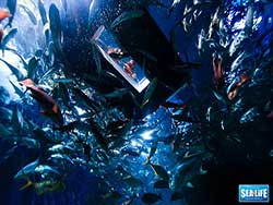 ราคาบัตรเข้าชม-มาดาม-ทุสโซ-พิพิธภัณฑ์หุ่นขี้ผึ้ง-+-ซีไลฟ์-แบงคอก-โอเชียน-เวิลด์-17