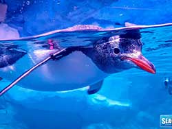 ราคาบัตรเข้าชม-มาดาม-ทุสโซ-พิพิธภัณฑ์หุ่นขี้ผึ้ง-+-ซีไลฟ์-แบงคอก-โอเชียน-เวิลด์-21