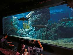 ราคาบัตรเข้าชม-มาดาม-ทุสโซ-พิพิธภัณฑ์หุ่นขี้ผึ้ง-+-ซีไลฟ์-แบงคอก-โอเชียน-เวิลด์-25