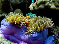 กระบี่-ทัวร์วันเดย์-เกาะรอก-เกาะห้า-เรือคาตามารัน-11