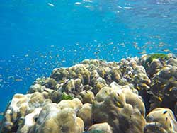 กระบี่-ทัวร์วันเดย์-เกาะรอก-เกาะห้า-เรือคาตามารัน-7