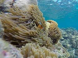 กระบี่-ทัวร์วันเดย์-เกาะรอก-เกาะห้า-เรือคาตามารัน-8