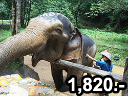ภูเก็ต-ทัวร์-วันเดย์-พังงา-ศึกษา-ดูแล-ช้าง-elephant-care