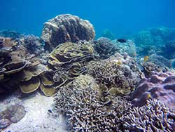 ทัวร์ภูเก็ต-เกาะราชาน้อย-ราชาใหญ่-เกาะไม้ท่อน-เรือคาตามารัน-3