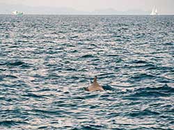 ทัวร์ภูเก็ต-เกาะราชาน้อย-ราชาใหญ่-เกาะไม้ท่อน-เรือคาตามารัน-4