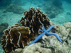 ทัวร์วันเดย์-ดูปลาโลมา-เกาะไม้ท่อน-หาดอ่าวยน-เรือคาตามารันภูเก็ต3